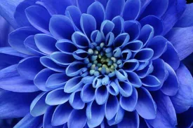 Blue Petals