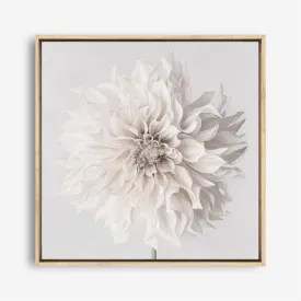 Cream White Dahlia Flower (Square) Canvas Print